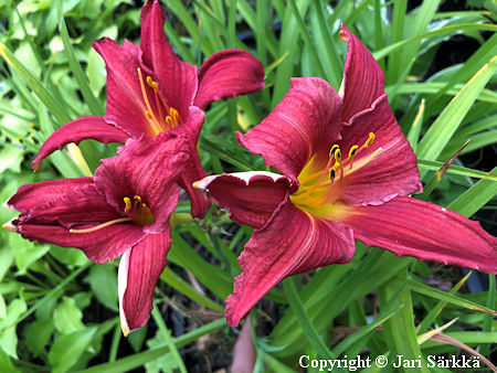 Hemerocallis Hybrida-Ryhm� 'Eruption', tarhap�iv�nlilja